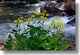 images/Europe/Poland/Flowers/yellow-flowers-n-river-2.jpg