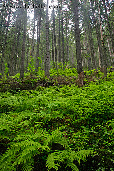 forest-12.jpg