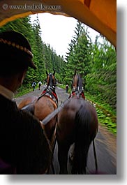 images/Europe/Poland/Horses/driving-horses-2.jpg