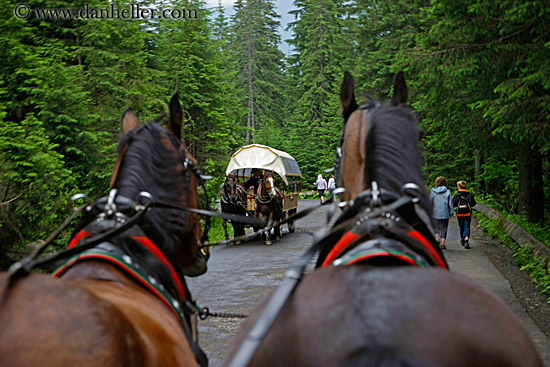 driving-horses-3.jpg