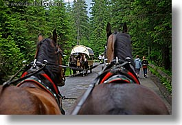 images/Europe/Poland/Horses/driving-horses-3.jpg