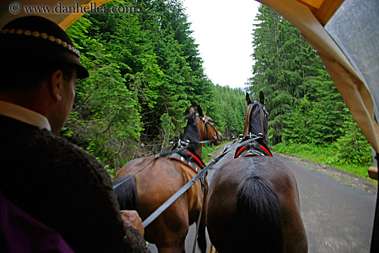 driving-horses-4.jpg