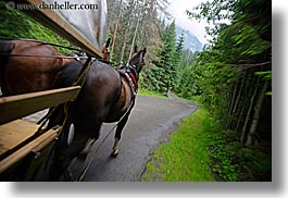 images/Europe/Poland/Horses/driving-horses-5.jpg