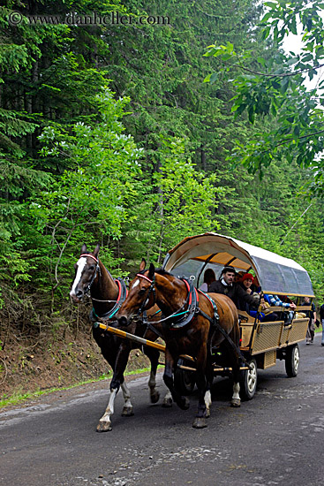 horse-n-carriage-1.jpg