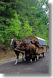 images/Europe/Poland/Horses/horse-n-carriage-1.jpg