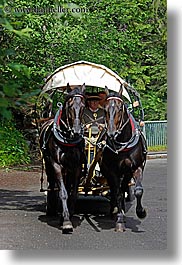 images/Europe/Poland/Horses/horse-n-carriage-3.jpg