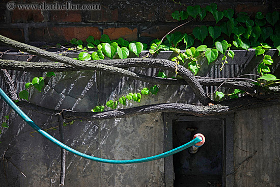 blue-hose-n-ivy-branch.jpg