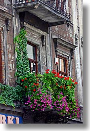 images/Europe/Poland/Krakow/Plants/colored-flowers-from-balcony-1.jpg