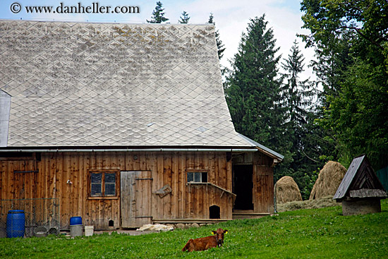 cow-lying-on-grass-w-barn.jpg