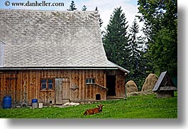 images/Europe/Poland/Zakopane/Buildings/cow-lying-on-grass-w-barn.jpg