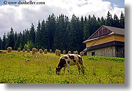 images/Europe/Poland/Zakopane/Scenic/cow-in-pasture.jpg