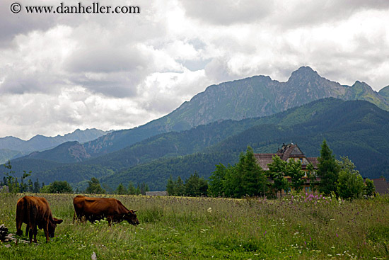 cows-pasture-n-mtns.jpg