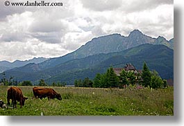 images/Europe/Poland/Zakopane/Scenic/cows-pasture-n-mtns.jpg