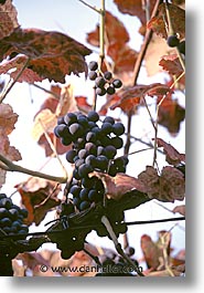 images/Europe/Portugal/Scenics/grapes.jpg