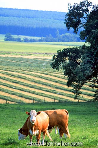 farm-cows-a.jpg