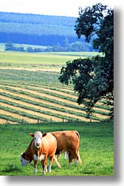 images/Europe/Scotland/Animals/Cattle/farm-cows-a.jpg
