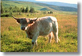 images/Europe/Scotland/Animals/Cattle/highland-cattle-b.jpg