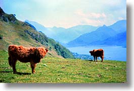 images/Europe/Scotland/Animals/Cattle/highland-cattle-d.jpg