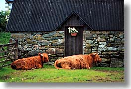 images/Europe/Scotland/Animals/Cattle/lounging-cattle.jpg