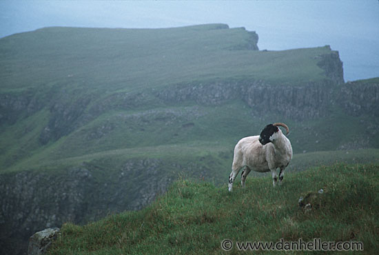 sheep-0008.jpg