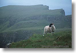 images/Europe/Scotland/Animals/Sheep/sheep-0008.jpg