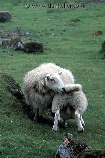 sheep-0011.jpg