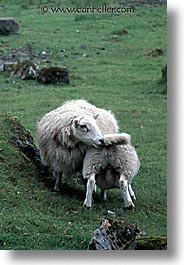 images/Europe/Scotland/Animals/Sheep/sheep-0011.jpg