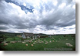 images/Europe/Scotland/Animals/Sheep/sheep-big-skye.jpg