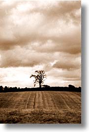 england, europe, lone, scotland, trees, united kingdom, vertical, photograph
