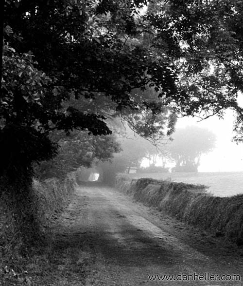 tree-tunnel-c.jpg