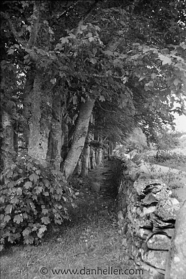 woods-n-fence-bw.jpg