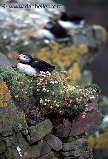 puffin-0001.jpg