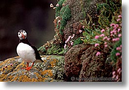images/Europe/Scotland/Birds/puffin-0004.jpg