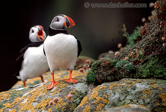 puffin-0009.jpg