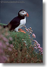 images/Europe/Scotland/Birds/puffin-0010.jpg
