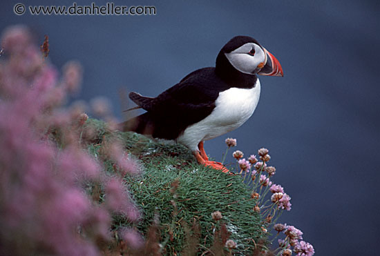 puffin-0011.jpg