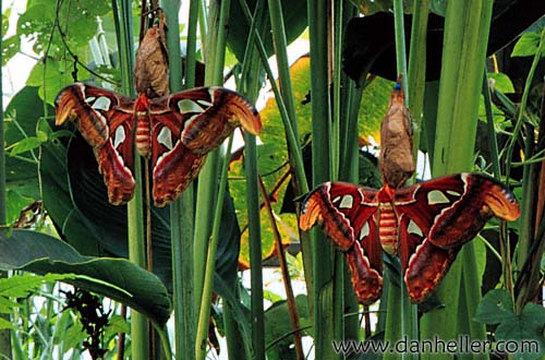 atlas-moth.jpg