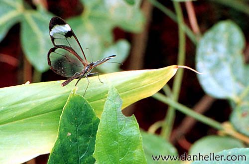 glasswing-butterfly.jpg