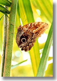 images/Europe/Scotland/Butterflies/owl-butterfly.jpg