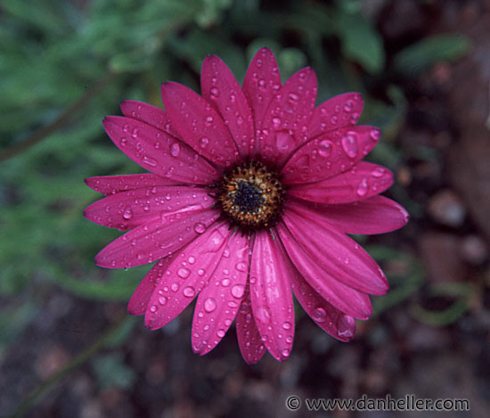 osteospermum.jpg