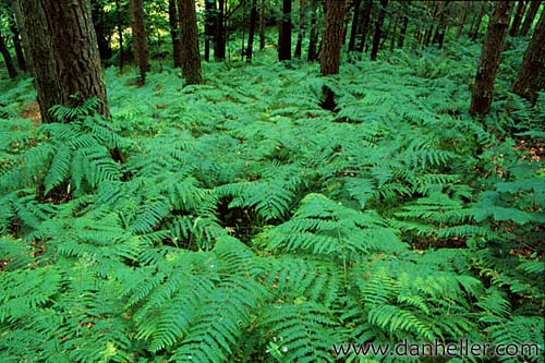 forest-ferns.jpg