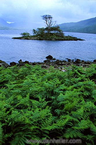 tree-island-a.jpg