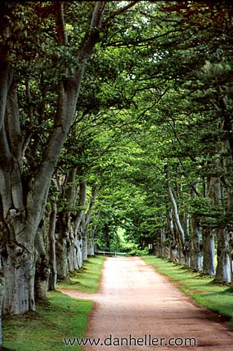 tree-tunnel-b.jpg