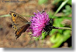 images/Europe/Slovakia/Flowers/butterfly-on-purple-flower-1.jpg