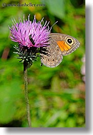 images/Europe/Slovakia/Flowers/butterfly-on-purple-flower-2.jpg