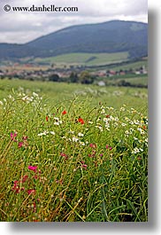 images/Europe/Slovakia/Flowers/field-of-colorful-wildflowers-2.jpg