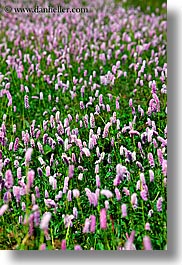 images/Europe/Slovakia/Flowers/field-of-purple-n-pink-flowers.jpg