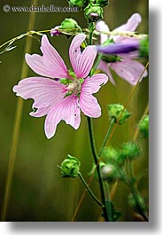 images/Europe/Slovakia/Flowers/pink-flower.jpg