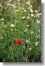 images/Europe/Slovakia/Flowers/red-poppy-w-white-wildflowers.jpg