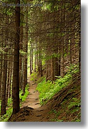 images/Europe/Slovakia/Forest/path-thru-forest-2.jpg